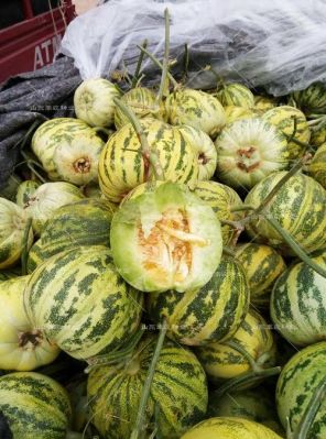 泽糖米价格(泽甜种业甜瓜产品图片)-图3 泽糖米价格(泽甜种业甜瓜产品图片)-图3