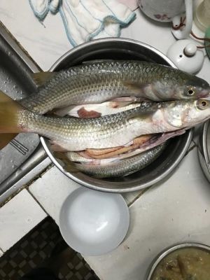 黄鲣鱼价格(黄鲚鱼图片)-图3 黄鲣鱼价格(黄鲚鱼图片)-图3