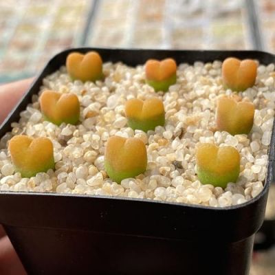 毛汉尼价格（毛汉尼价格最新走势）-图2