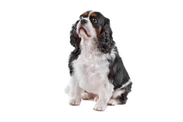 宾格犬价格(宾格瑞百度百科)-图3 宾格犬价格(宾格瑞百度百科)-图3