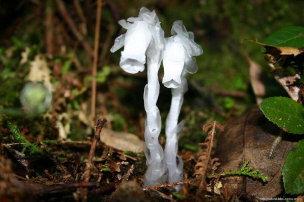 鹿蹄草价格的简单介绍-图3 鹿蹄草价格的简单介绍-图3