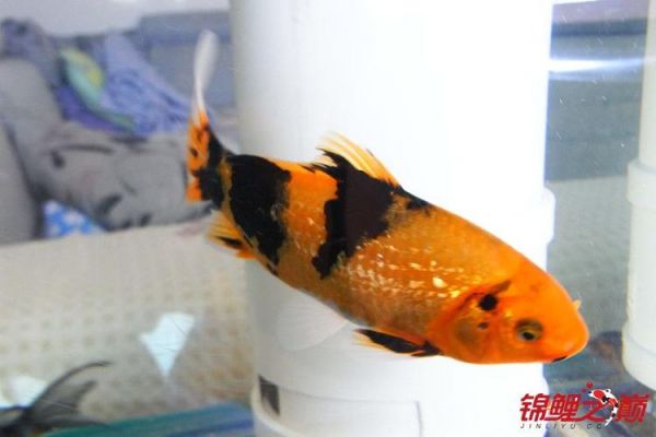 绯写价格(绯写和绯昭的区别)-图2 绯写价格(绯写和绯昭的区别)-图2