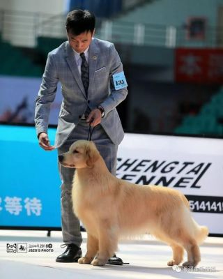 风雷犬业价格(风雷网络科技有限公司)-图3 风雷犬业价格(风雷网络科技有限公司)-图3