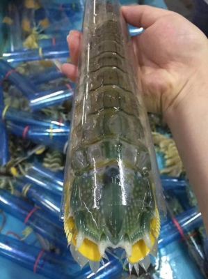 泰国皮皮虾价格(泰国皮皮虾价格走势)-图2 泰国皮皮虾价格(泰国皮皮虾价格走势)-图2