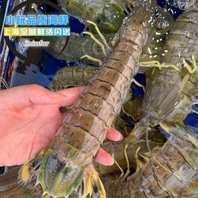 泰国皮皮虾价格(泰国皮皮虾价格走势)-图3 泰国皮皮虾价格(泰国皮皮虾价格走势)-图3