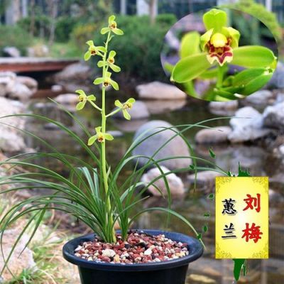 蕙兰刘梅价格(蕙兰刘梅多少钱一苗)-图3 蕙兰刘梅价格(蕙兰刘梅多少钱一苗)-图3