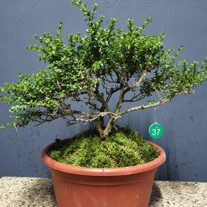 鱼鳞木价格(鱼鳞木盆景怎么养)-图2 鱼鳞木价格(鱼鳞木盆景怎么养)-图2