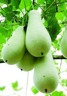 葫子的价格(葫芦什么价格)-图2 葫子的价格(葫芦什么价格)-图2