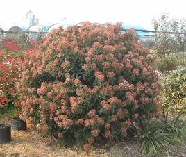 包含红豆树市场价格的词条-图3 包含红豆树市场价格的词条-图3