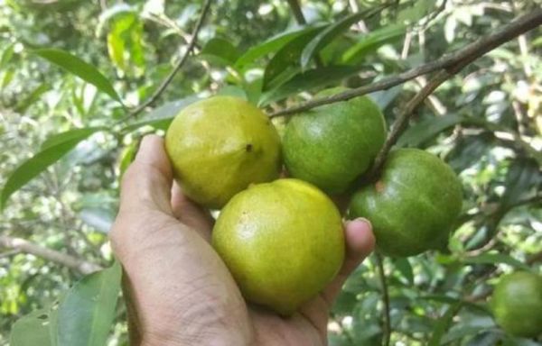 黄牙果价格(黄牙果药用价值)-图3 黄牙果价格(黄牙果药用价值)-图3