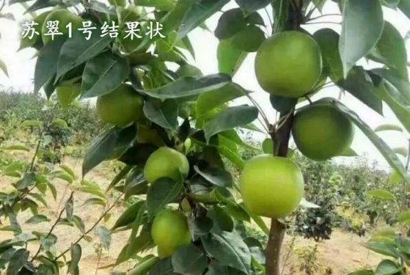 苏翠梨价格(苏翠梨成熟图片)-图2 苏翠梨价格(苏翠梨成熟图片)-图2