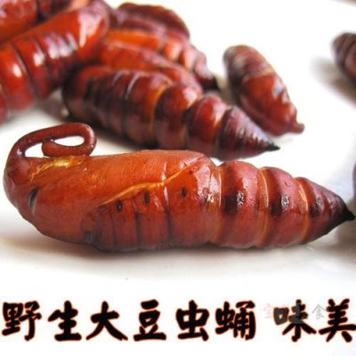 豆虫蛹价格(豆虫蛹和蚕蛹的区别)-图1 豆虫蛹价格(豆虫蛹和蚕蛹的区别)-图1