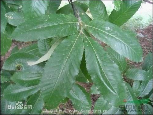 麻栎木价格(麻栎木材三切面图)-图2 麻栎木价格(麻栎木材三切面图)-图2
