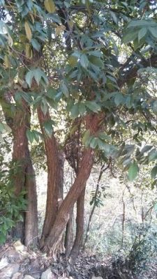 麻栎木价格（麻栎木材三切面图）