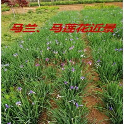 马莲价格(马莲苗批发)-图3 马莲价格(马莲苗批发)-图3