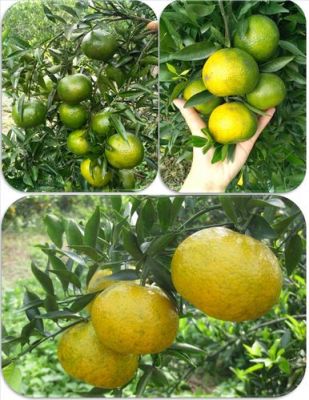 茶枝柑价格(茶枝柑特点)-图2 茶枝柑价格(茶枝柑特点)-图2