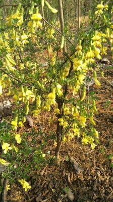 金雀花的价格多少一苗(金雀花价格多少一斤)-图2 金雀花的价格多少一苗(金雀花价格多少一斤)-图2