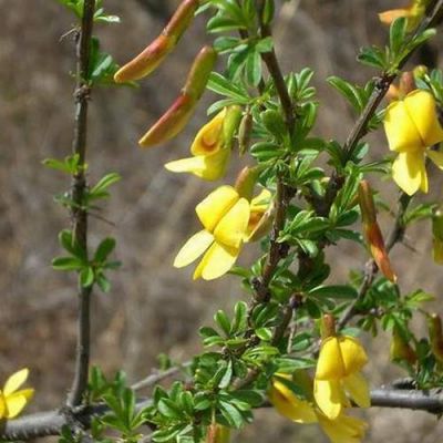 金雀花的价格多少一苗(金雀花价格多少一斤)-图3 金雀花的价格多少一苗(金雀花价格多少一斤)-图3