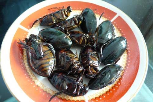 龙虱的价格(龙虱价格为什么那么贵)-图3 龙虱的价格(龙虱价格为什么那么贵)-图3