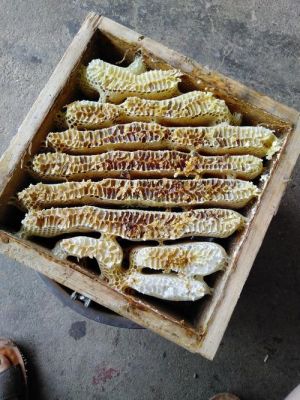 蜂渣价格(蜂渣的功效与作用吃法)-图3 蜂渣价格(蜂渣的功效与作用吃法)-图3