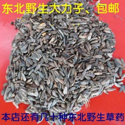 大力籽价格(大力子最新价格)-图2 大力籽价格(大力子最新价格)-图2