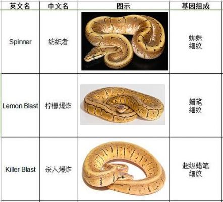 原色球的价格(原色球蟒价格)-图2 原色球的价格(原色球蟒价格)-图2