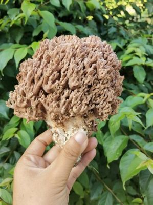 扫帚蘑价格（扫帚蘑菇价格）