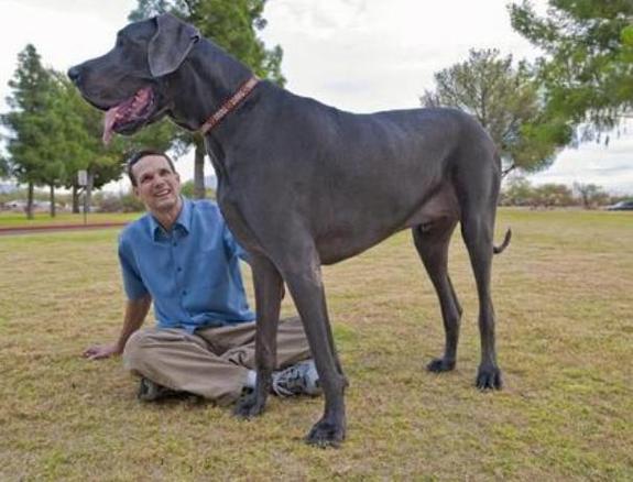 大乔治犬价格(大乔治犬咬人吗)-图1 大乔治犬价格(大乔治犬咬人吗)-图1