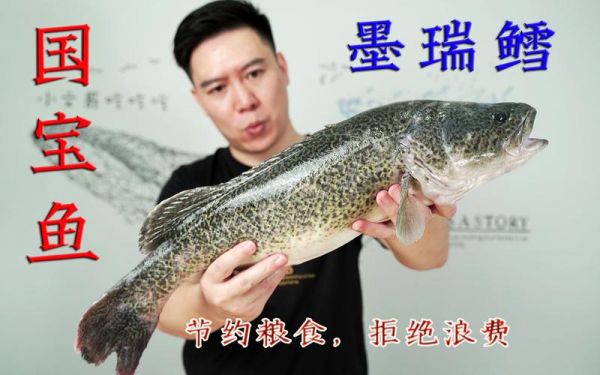 墨瑞鳕鱼价格(墨瑞鳕鱼养殖关键技术)-图2 墨瑞鳕鱼价格(墨瑞鳕鱼养殖关键技术)-图2