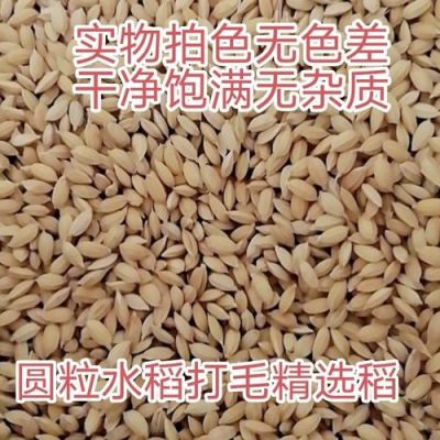 圆粒水稻价格(圆粒水稻价格今日价一斤多少钱)-图3 圆粒水稻价格(圆粒水稻价格今日价一斤多少钱)-图3