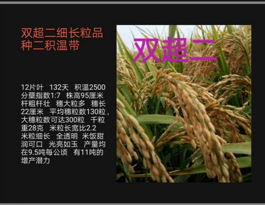 圆粒水稻价格(圆粒水稻价格今日价一斤多少钱)-图2 圆粒水稻价格(圆粒水稻价格今日价一斤多少钱)-图2