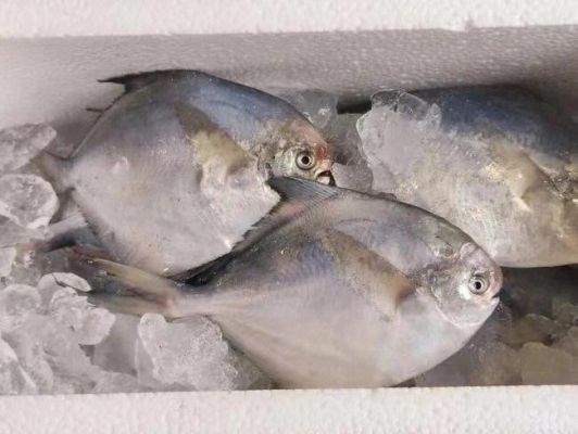 银鲳鱼的价格(银鲳鱼价格表)-图3 银鲳鱼的价格(银鲳鱼价格表)-图3