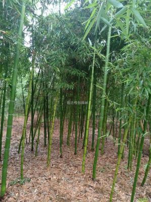 雷竹的价格(雷竹多少钱一颗)-图3 雷竹的价格(雷竹多少钱一颗)-图3