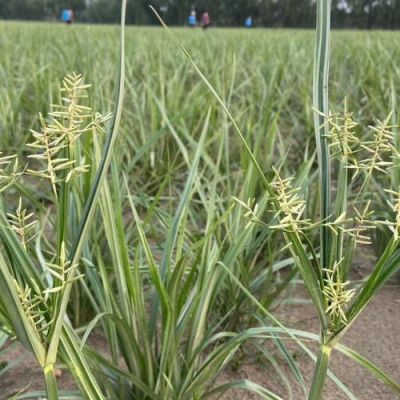 油莎豆价格（油莎豆价格行情）