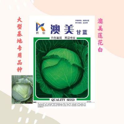 奥奇娜甘蓝种子价格(奥奇娜种植技术)-图3 奥奇娜甘蓝种子价格(奥奇娜种植技术)-图3