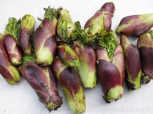 刺龙苞价格(刺龙苞价值多少钱一斤)-图3 刺龙苞价格(刺龙苞价值多少钱一斤)-图3