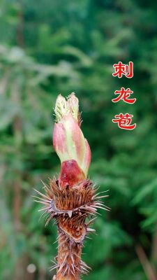 刺龙苞价格(刺龙苞价值多少钱一斤)-图2 刺龙苞价格(刺龙苞价值多少钱一斤)-图2