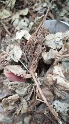 紫霄花的价格(紫霄花种植技术)-图2 紫霄花的价格(紫霄花种植技术)-图2