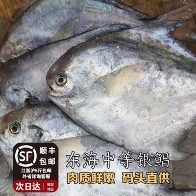 青鲳鱼价格(青昌鱼是什么鱼)-图2 青鲳鱼价格(青昌鱼是什么鱼)-图2