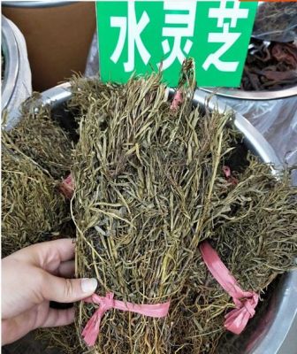 水灵芝的价格（水灵芝的价格多少）