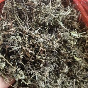 通脉草价格(通脉草多少钱一斤)-图2 通脉草价格(通脉草多少钱一斤)-图2
