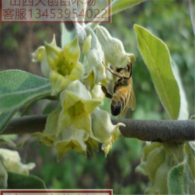 翅果树苗价格(翅果多少钱一斤)-图3 翅果树苗价格(翅果多少钱一斤)-图3