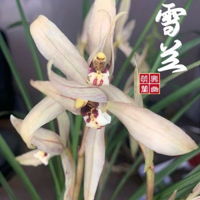 兰花雪兰价格(兰花雪兰好不好)-图2 兰花雪兰价格(兰花雪兰好不好)-图2