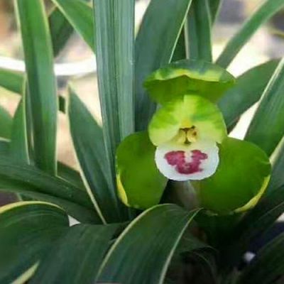 金边大富贵兰花价格(金边富贵临门兰花)-图2 金边大富贵兰花价格(金边富贵临门兰花)-图2