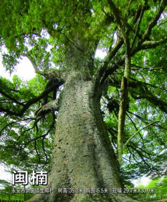 闽楠树价格的简单介绍-图3 闽楠树价格的简单介绍-图3