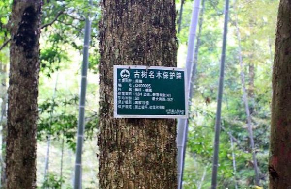 闽楠树价格的简单介绍-图1 闽楠树价格的简单介绍-图1
