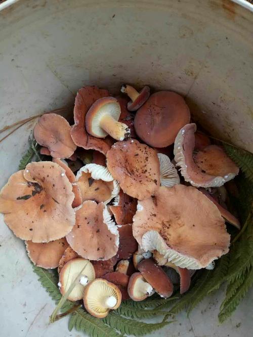 奶浆菌价格(奶浆菌品种大全)-图2 奶浆菌价格(奶浆菌品种大全)-图2