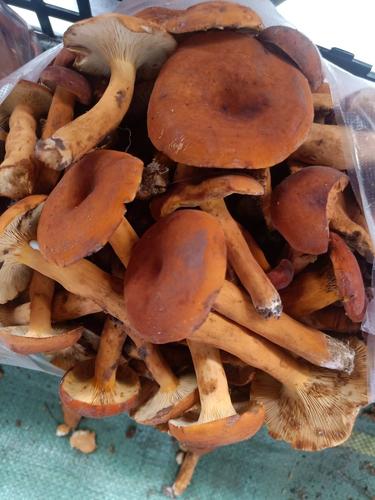 奶浆菌价格（奶浆菌品种大全）