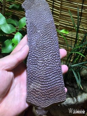 鼋甲的价格(鼋甲真伪)-图3 鼋甲的价格(鼋甲真伪)-图3