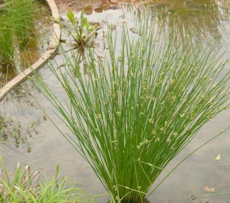 水毛花价格(花毛茛价格)-图3 水毛花价格(花毛茛价格)-图3